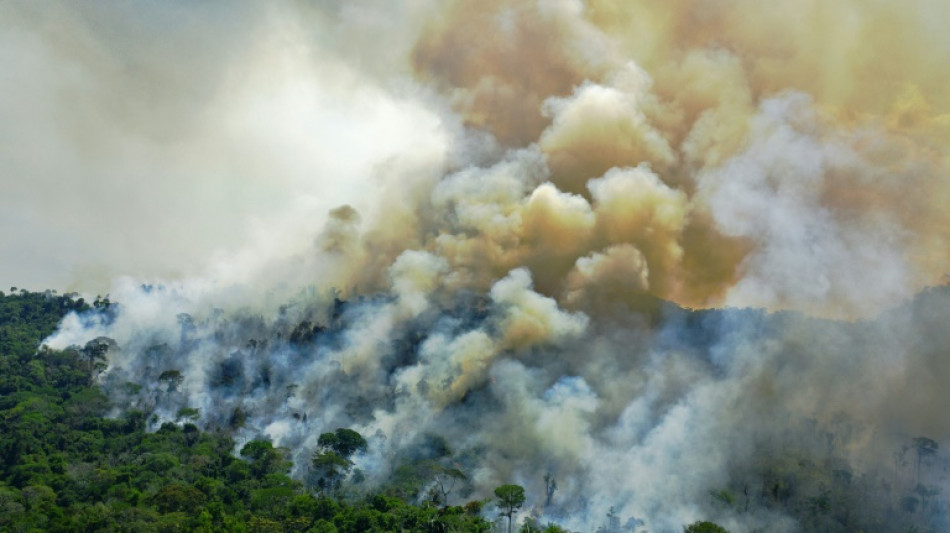Umweltverbände fordern wirksameres EU-Gesetz gegen Waldzerstörung
