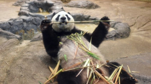 Una pareja de pandas de Tokio regresar&aacute; a China