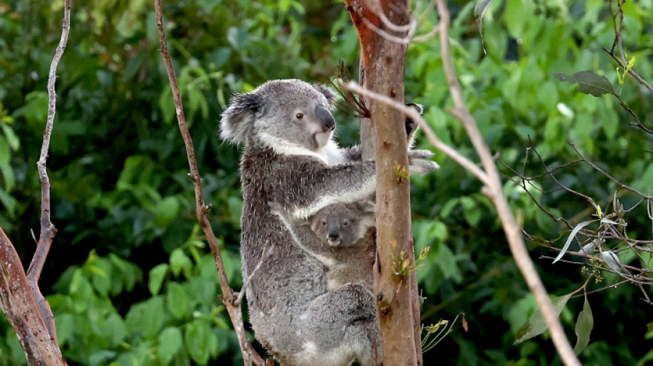 Paw-fect candidate: Australia finds new koala rescue dog