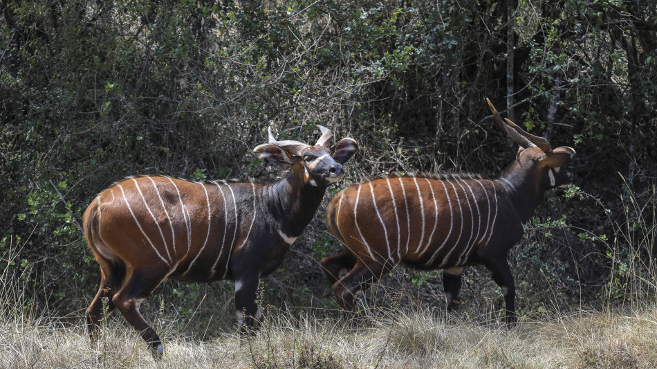 In Cina il primo robot antilope per monitorare le mandrie