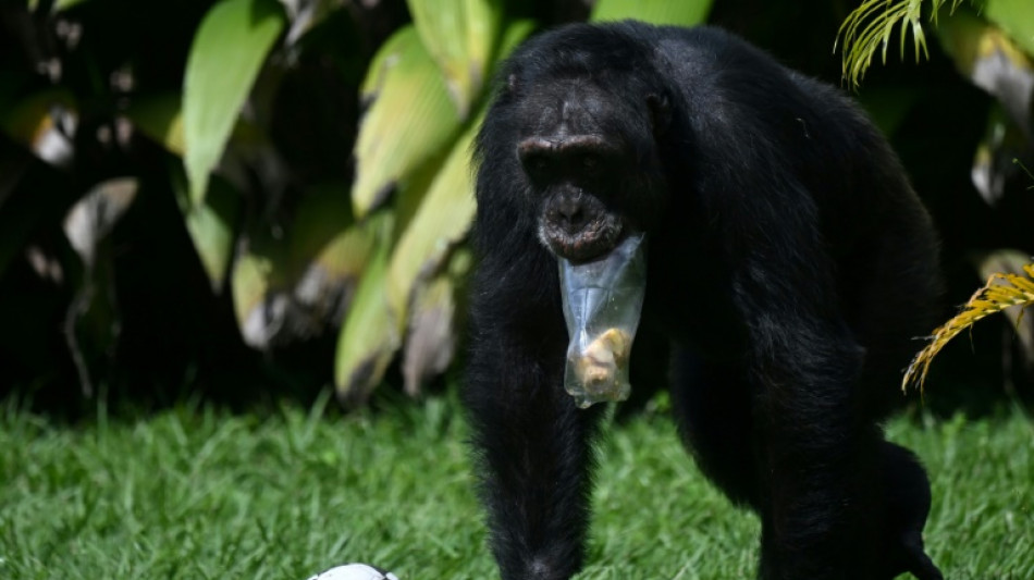 Colombia traslada a su &uacute;ltimo chimpanc&eacute; en cautiverio a un santuario en Brasil