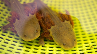 Indígenas e cientistas se unem no México para salvar anfíbio considerado um elixir