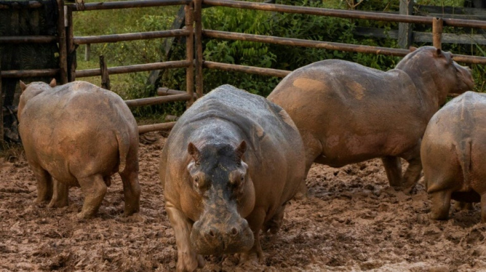Colombie: les hippos d'Escobar décrétés "invasifs", la chasse bientôt ouverte?
