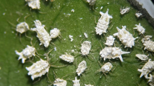 Cochonilha-branca, o inseto voraz que amea&ccedil;a cultivos de banana no Equador