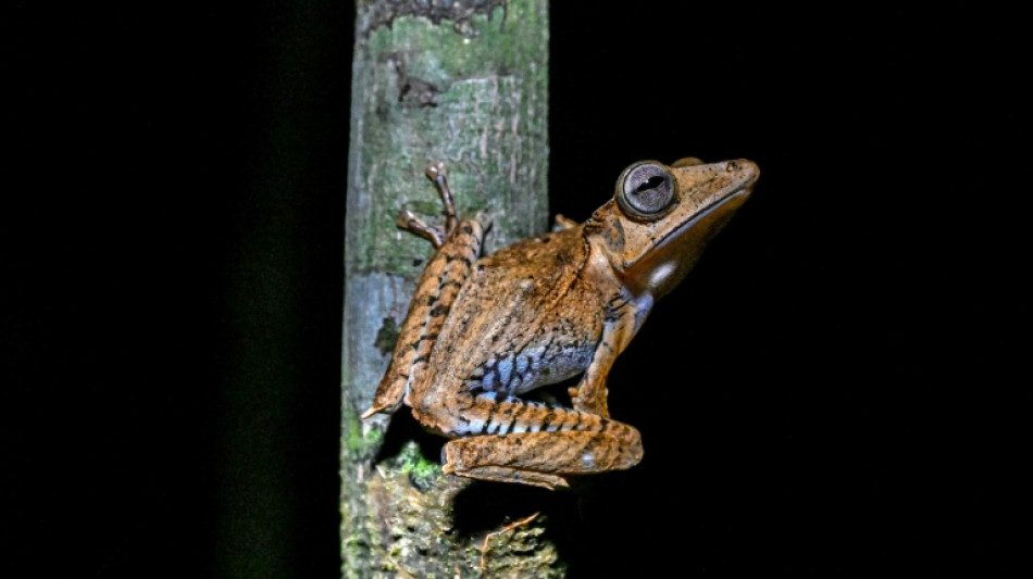 'Frogging' takes off in Borneo's jungle