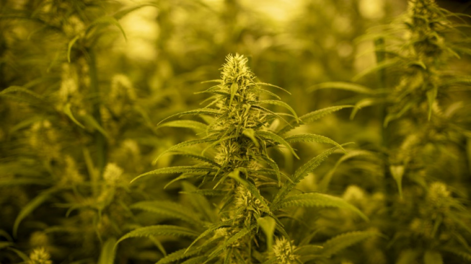 La Guardia Civil española anuncia un decomiso récord de marihuana 