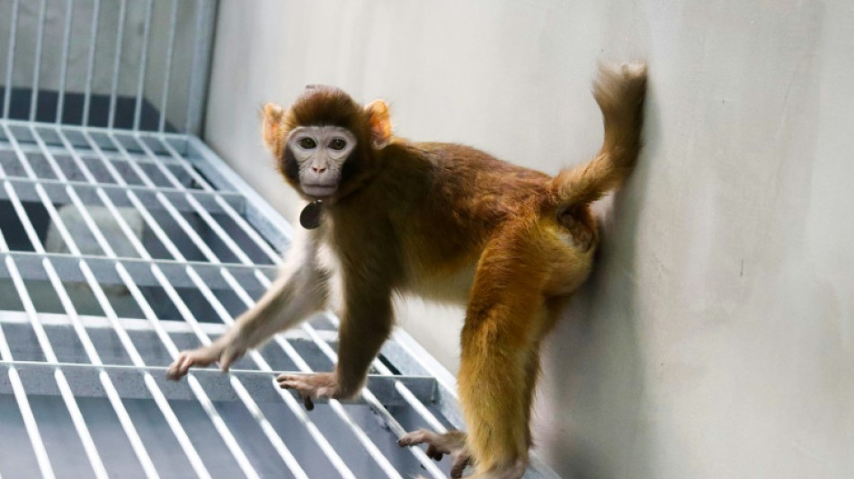 Unos cient&iacute;ficos chinos logran la primera clonaci&oacute;n exitosa de un macaco rhesus