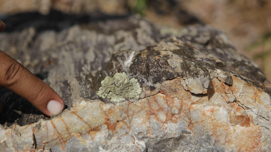 In una foresta fossile di 2.500 anni fa tracce del clima passato