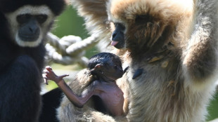 Naissance exceptionnelle d'un b&eacute;b&eacute; gibbon &agrave; mains blanches dans la Sarthe