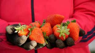 Warentest: Erdbeeren aus S&uuml;deuropa nicht st&auml;rker pestizidbelastet als heimische