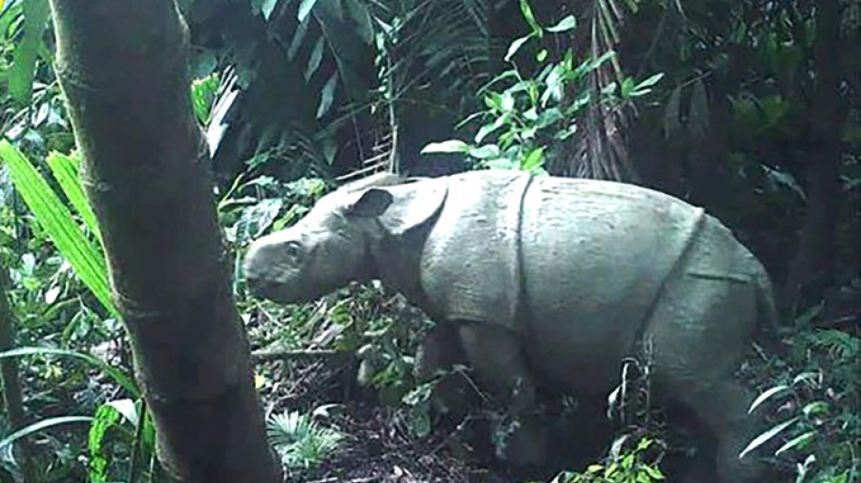Indon&eacute;sie: un nouveau sp&eacute;cimen d'un jeune rhinoc&eacute;ros de Java observ&eacute;