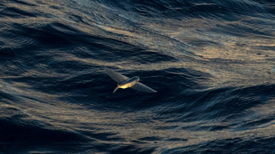 Qu'est-ce que le trait&eacute; pour prot&eacute;ger la haute mer ?