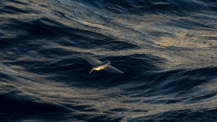 Qu'est-ce que le trait&eacute; pour prot&eacute;ger la haute mer ?