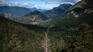 Le combat des forestiers pour sauver la forêt pyrénéenne