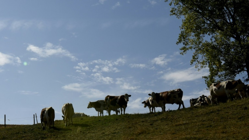 Dermatose: la France suspend pour 15 jours ses exportations de bovins