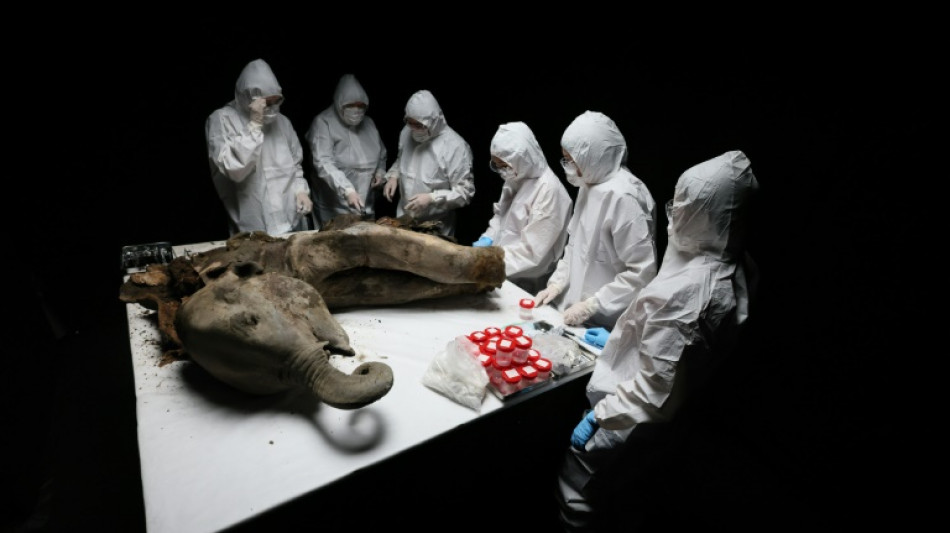 Cientistas realizam necr&oacute;psia em Yana, uma filhote de mamute de 130.000 anos