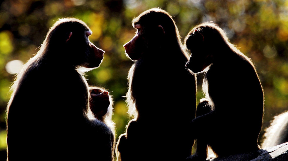 Patriarcato non &egrave; un'eredit&agrave; dei primati, relazioni pi&ugrave; sfumate