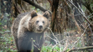 En Roumanie, un sanctuaire des ours confront&eacute; au retour de la chasse