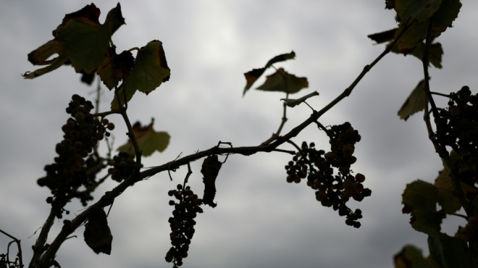 Withering vines: California grape farmers abandon fields as local wine struggles