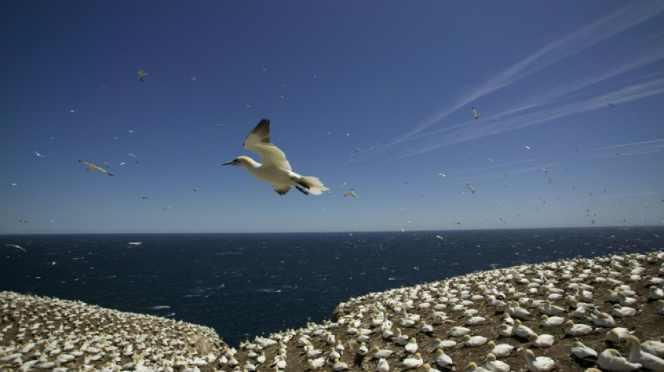 Canad&aacute; reporta su primer caso de gripe aviar en un humano