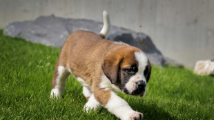 St. Bernards romp at unique Swiss theme park