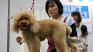 Giappone: dopo gli uomini, anche i cani vivono più a lungo