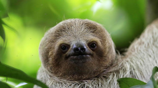 Media, 31 bradipi muoiono in Florida prima dell'apertura del parco