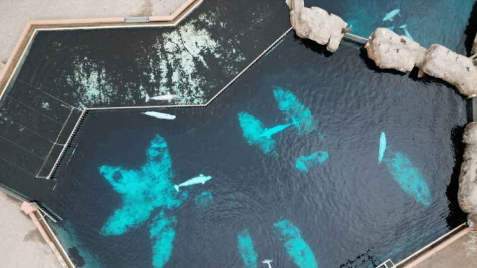 Ottawa donne un accord conditionnel pour le transfert de b&eacute;lugas vers les Etats-Unis