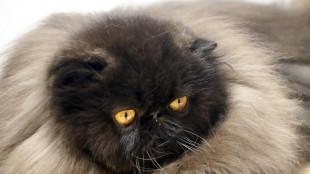 I primi gatti domestici arrivarono in Europa solo 2000 anni fa